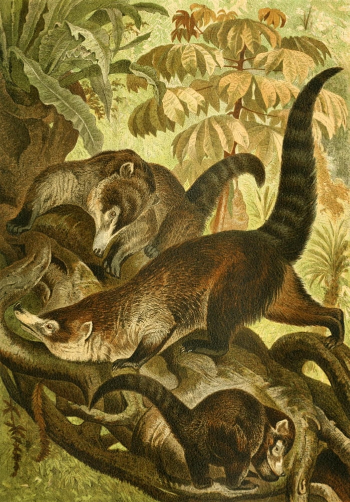 Brehms Tierleben 1900 White-nosed Coati Canvas Art - Unknown (18 x 24)
