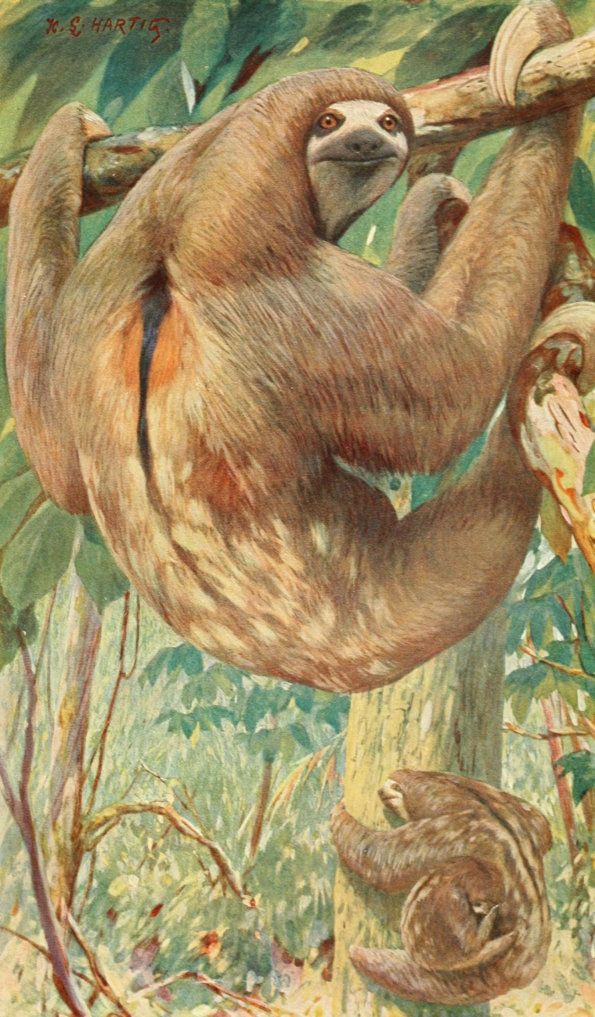 Brehms Tierleben 1911-14 Bolivian Three-toed Sloth Canvas Art - Karl Ludwig Hartig (18 x 24)