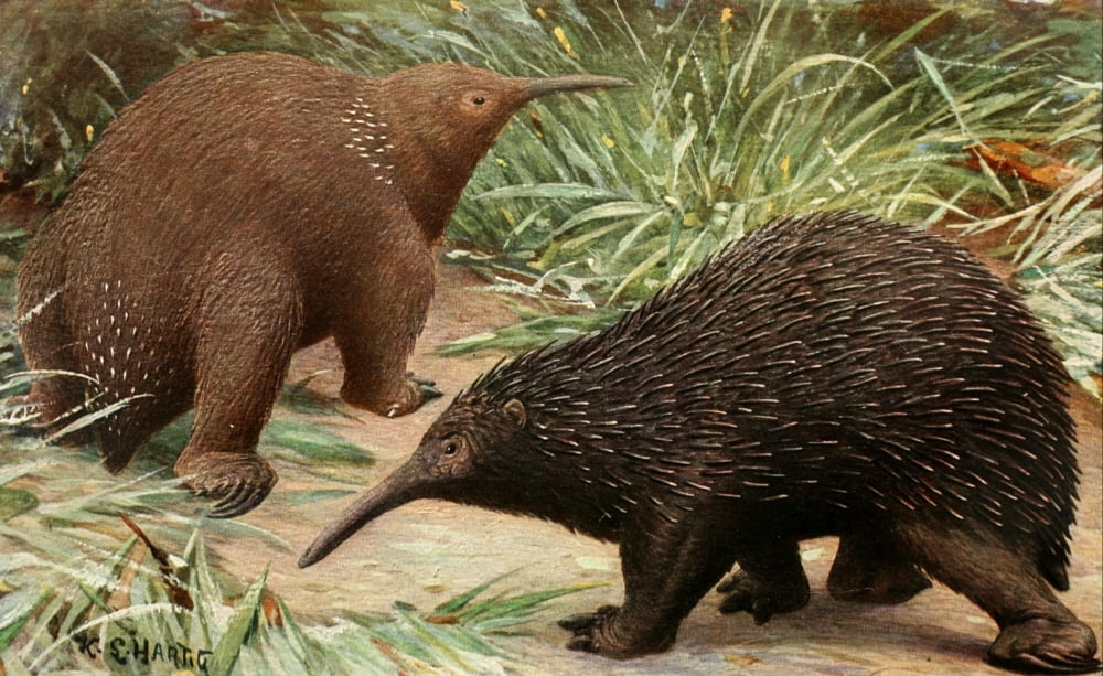 Brehms Tierleben 1911-14 Echidna Canvas Art - Karl Ludwig Hartig (24 x 36)