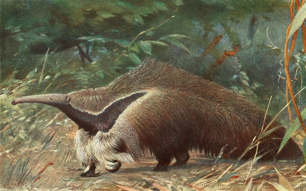 Brehms Tierleben 1911-14 Giant Ant-eater Canvas Art - Karl Ludwig Hartig (18 x 24)