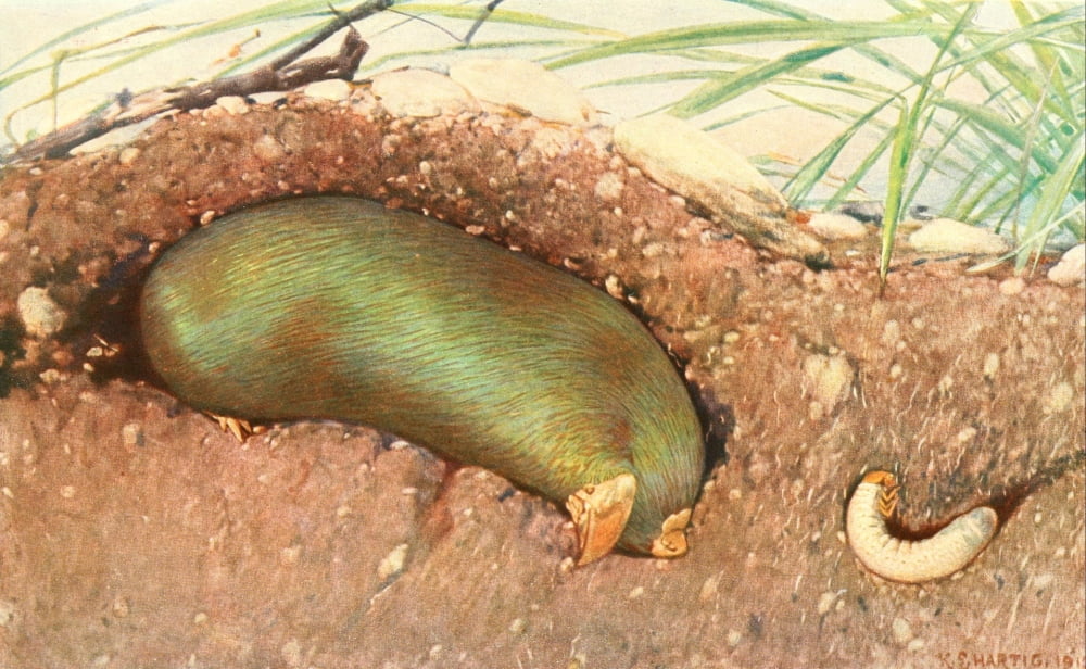 Brehms Tierleben 1911-14 Golden Mole Canvas Art - Karl Ludwig Hartig (18 x 24)