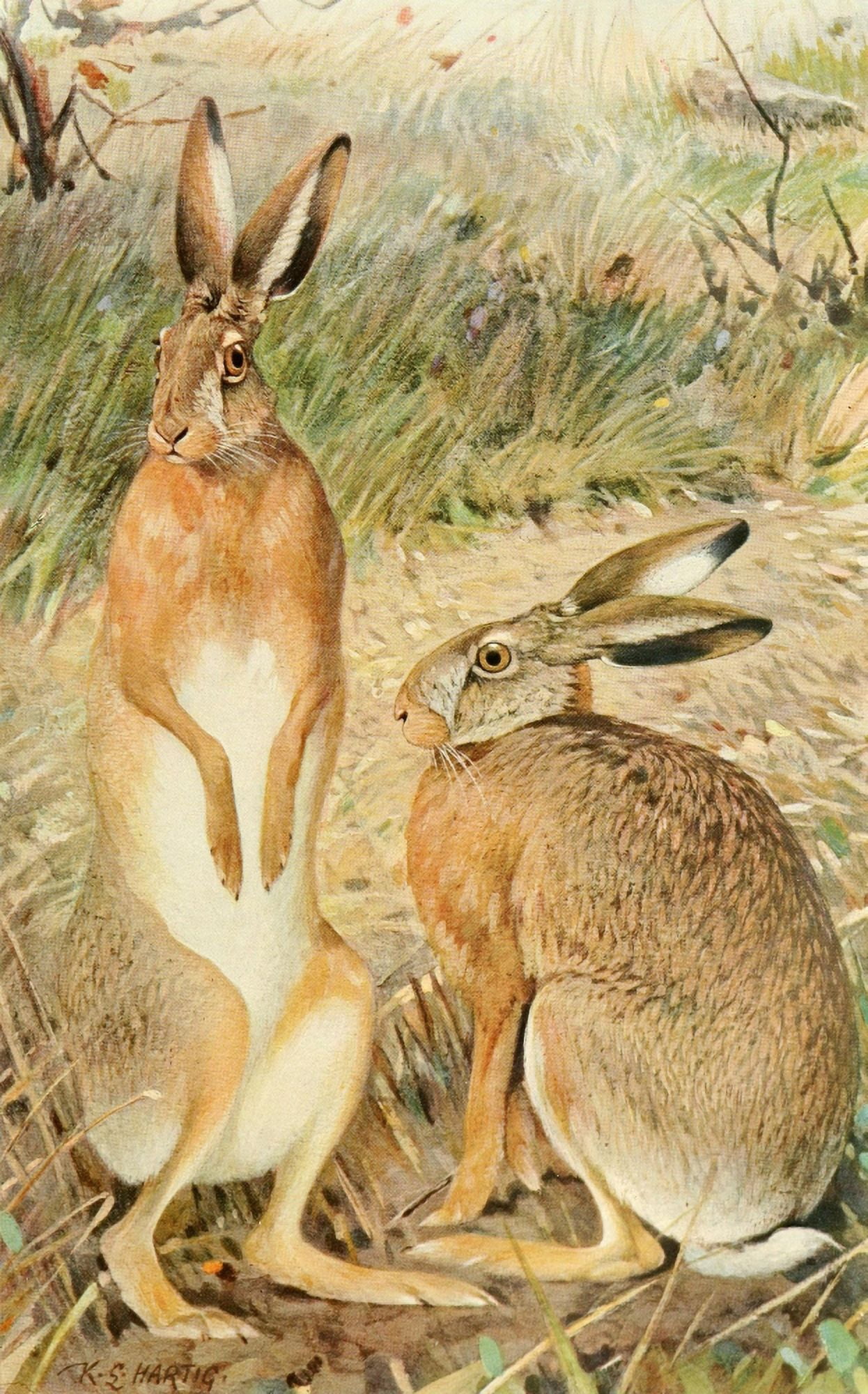 Brehms Tierleben 1911-14 Hare Canvas Art - Karl Ludwig Hartig (24 x 36)