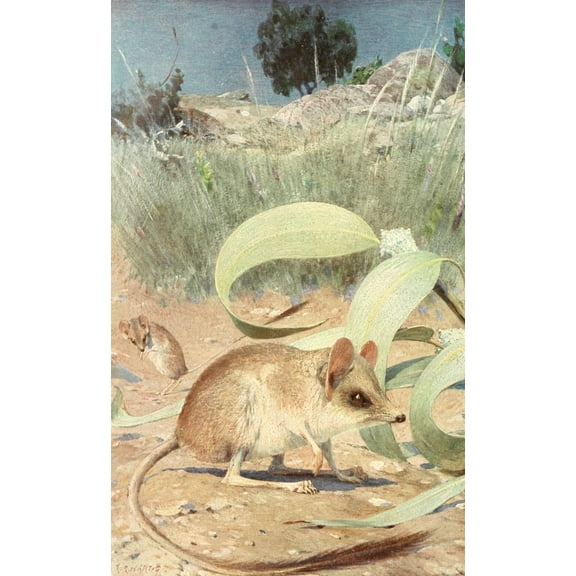 Brehms Tierleben 1911-14 Jerboa Canvas Art - Karl Ludwig Hartig (24 x 36)