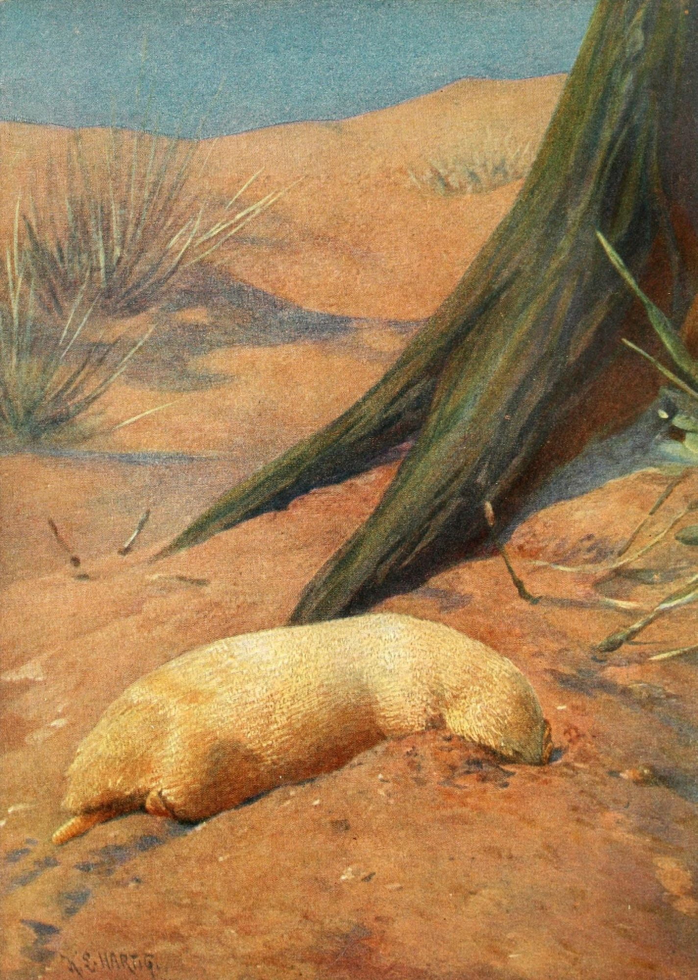 Brehms Tierleben 1911-14 Marsupial Mole Canvas Art - Karl Ludwig Hartig (18 x 24)