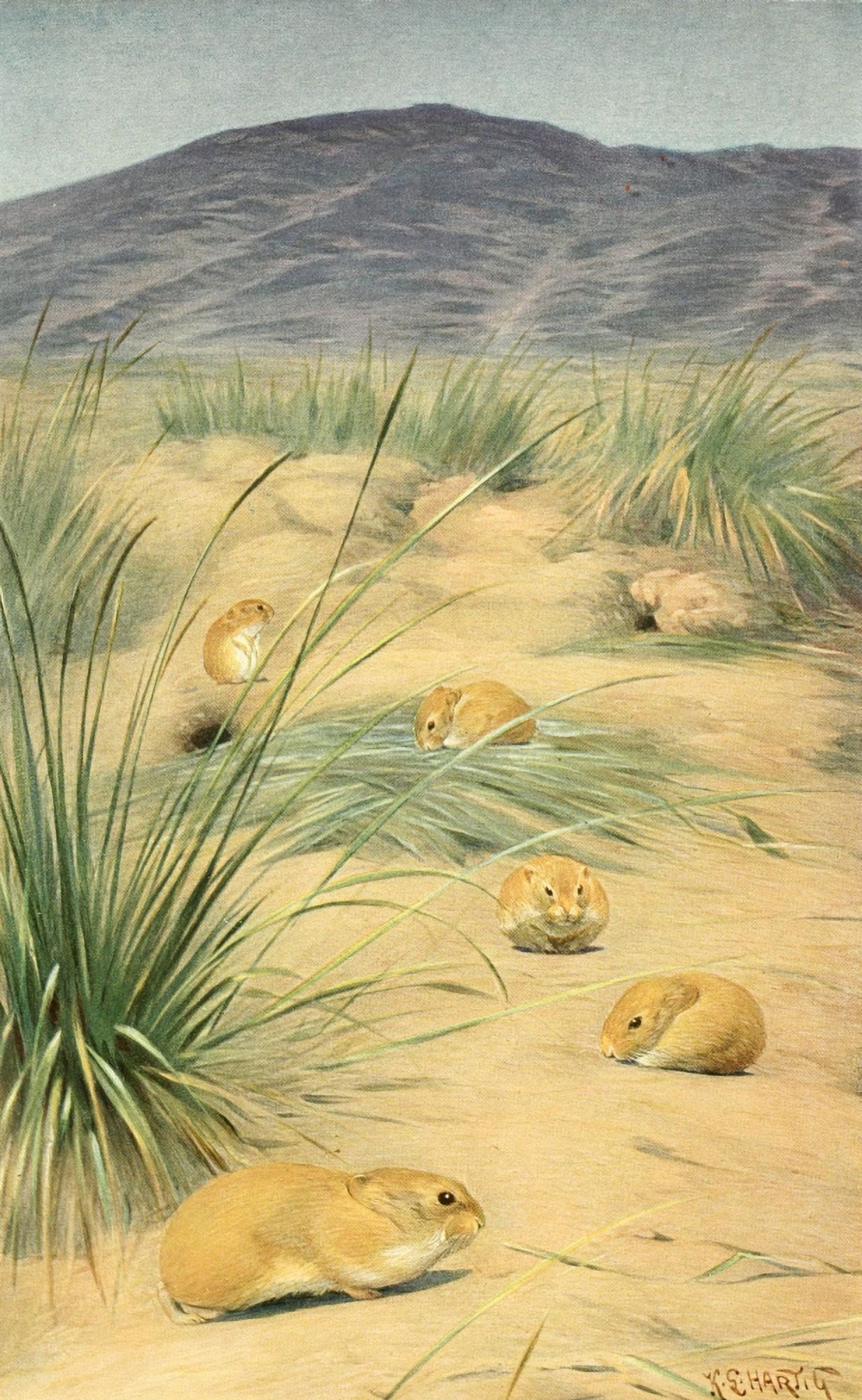 Brehms Tierleben 1911-14 Pika Canvas Art - Karl Ludwig Hartig (24 x 36)