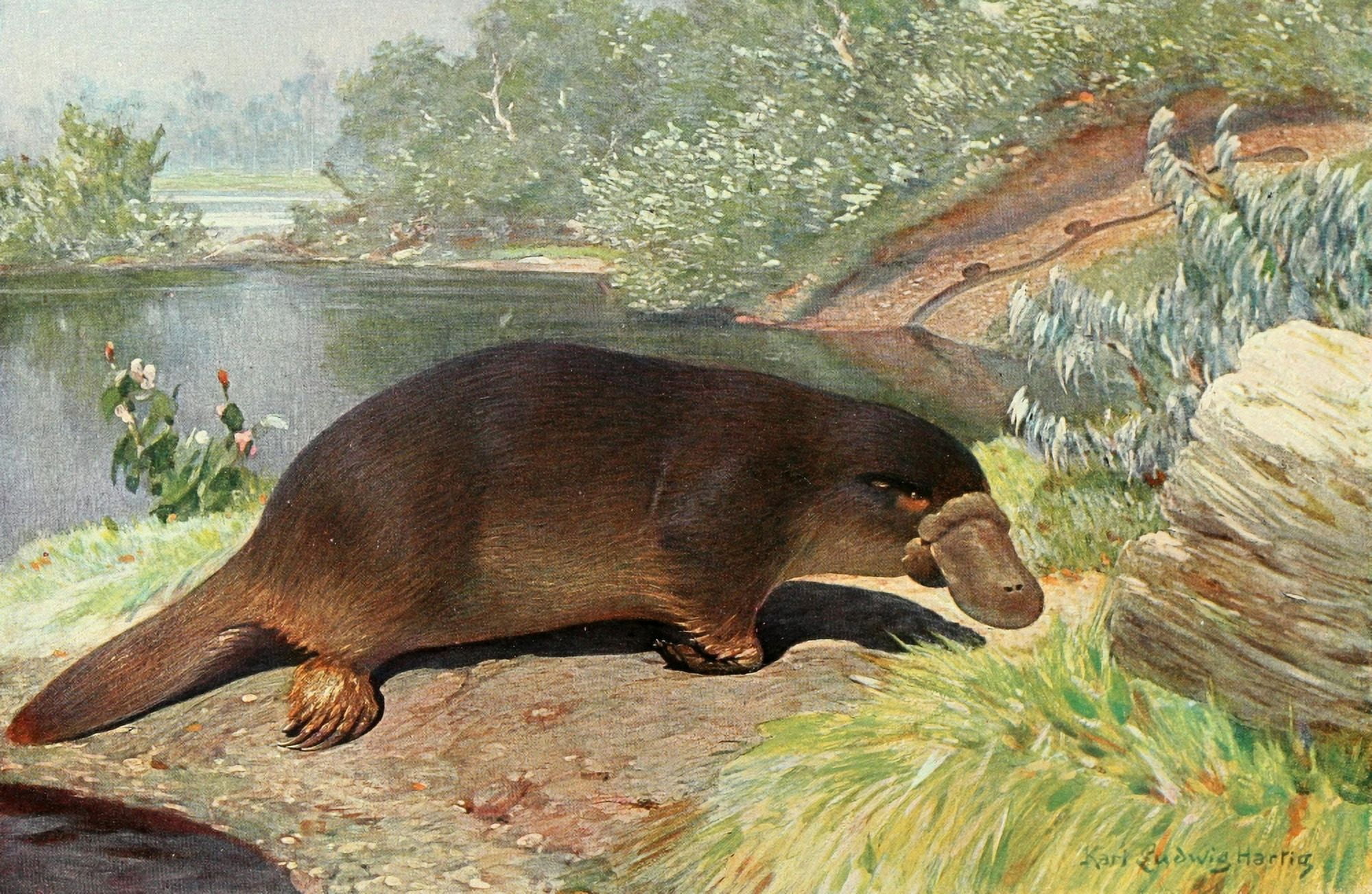 Brehms Tierleben 1911-14 Platypus Canvas Art - Karl Ludwig Hartig (18 x 24)