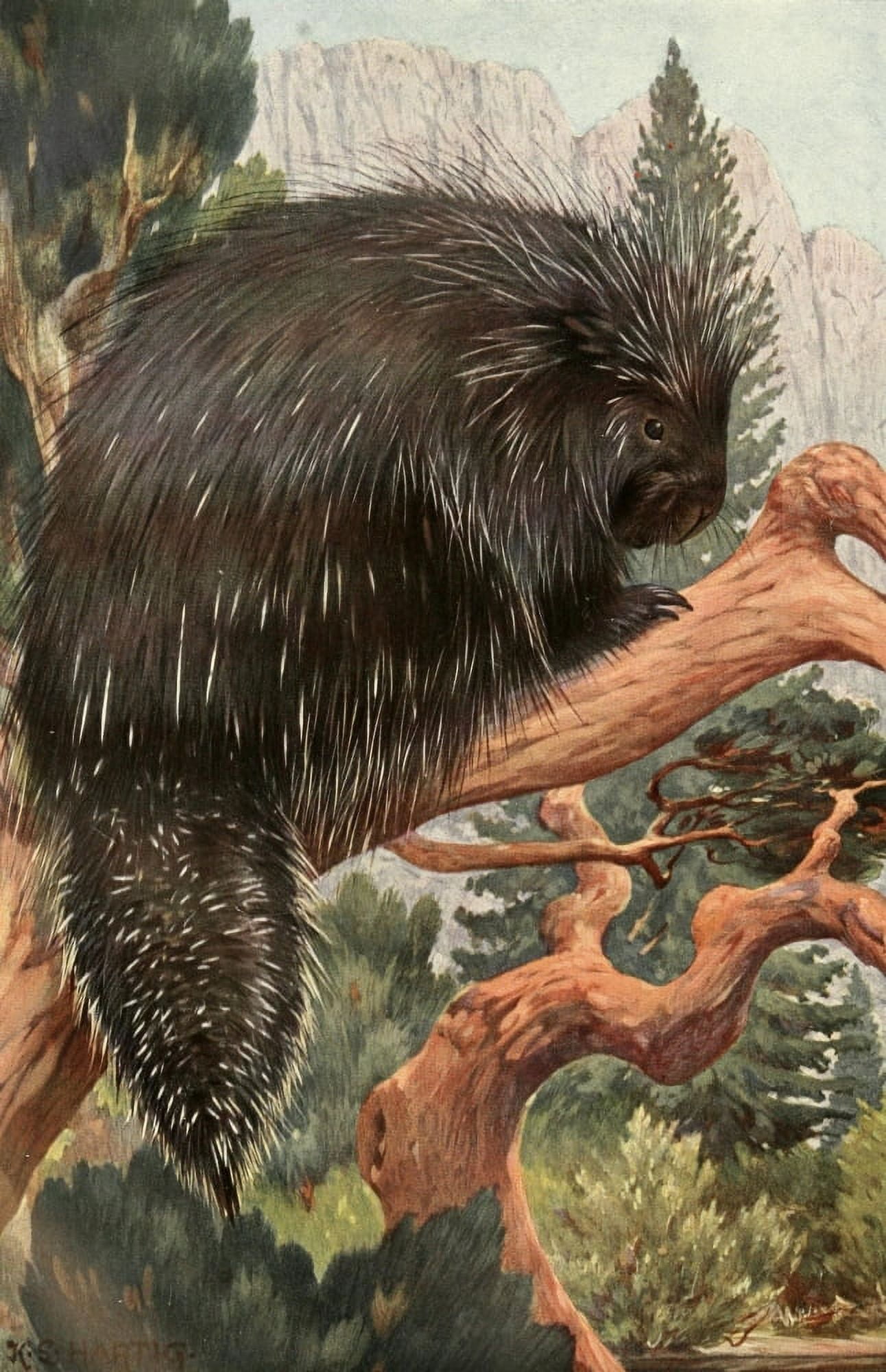 Brehms Tierleben 1911-14 Porcupine 1 Canvas Art - Karl Ludwig Hartig (24 x 36)