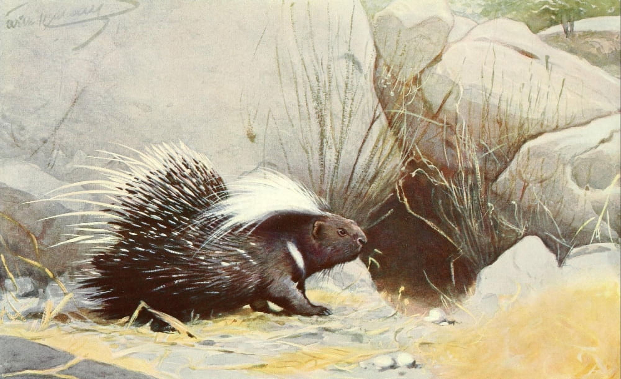 Brehms Tierleben 1911-14 Porcupine 2 Canvas Art - Karl Ludwig Hartig (18 x 24)