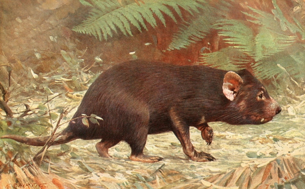 Brehms Tierleben 1911-14 Tasmanian Devil Canvas Art - Karl Ludwig Hartig (18 x 24)