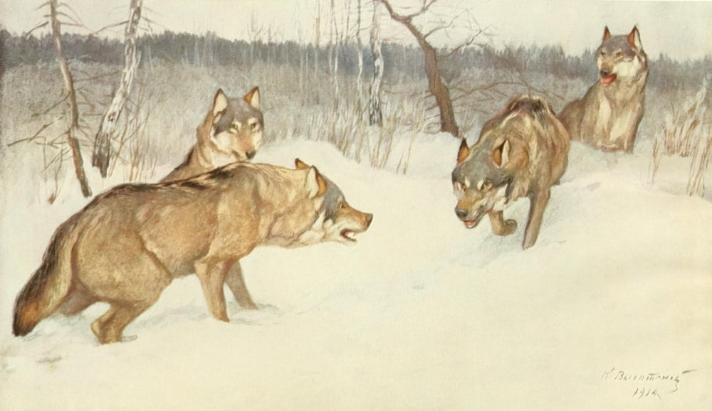 Brehms Tierleben 1911-14 Wolf Canvas Art - Unknown (18 x 24)