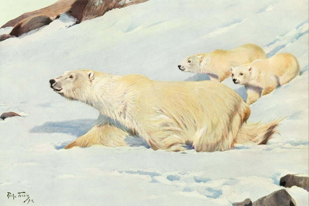 Brehms Tierleben 1911-15 Polar Bears Canvas Art - R Friese (24 x 36)