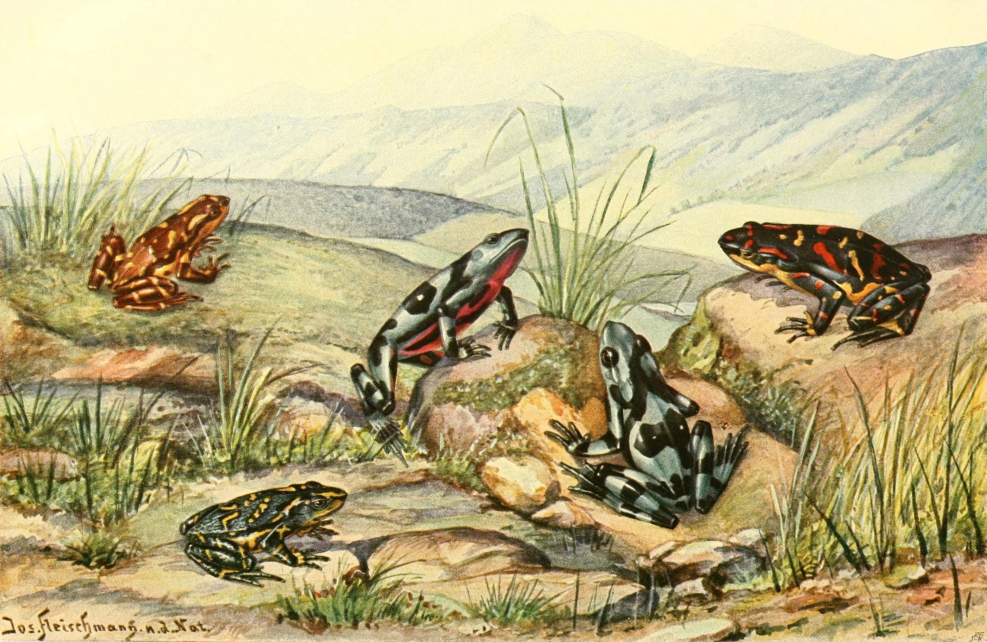 Brehms Tierleben 1911-15 Stub-footed Toads Canvas Art - Josef Fleischmann (24 x 36)
