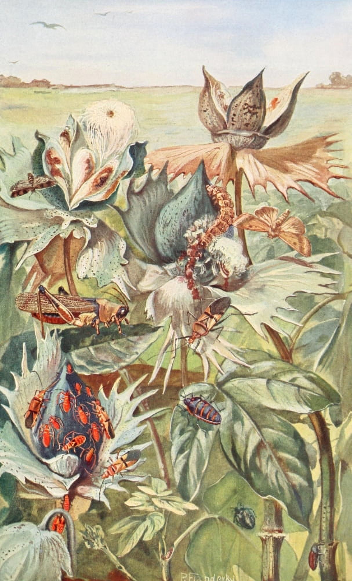 Brehms Tierleben 1911 African Cotton-pests Canvas Art - Paul Flanderky (18 x 24)
