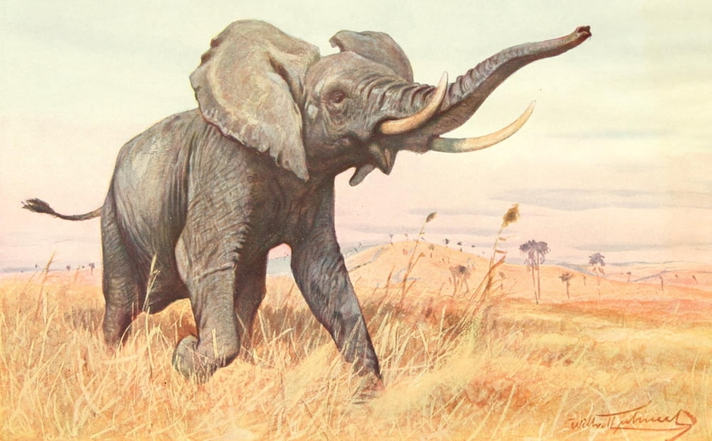 Brehms Tierleben 1911 African Elephant Canvas Art - FW Kuhnert (18 x 24)