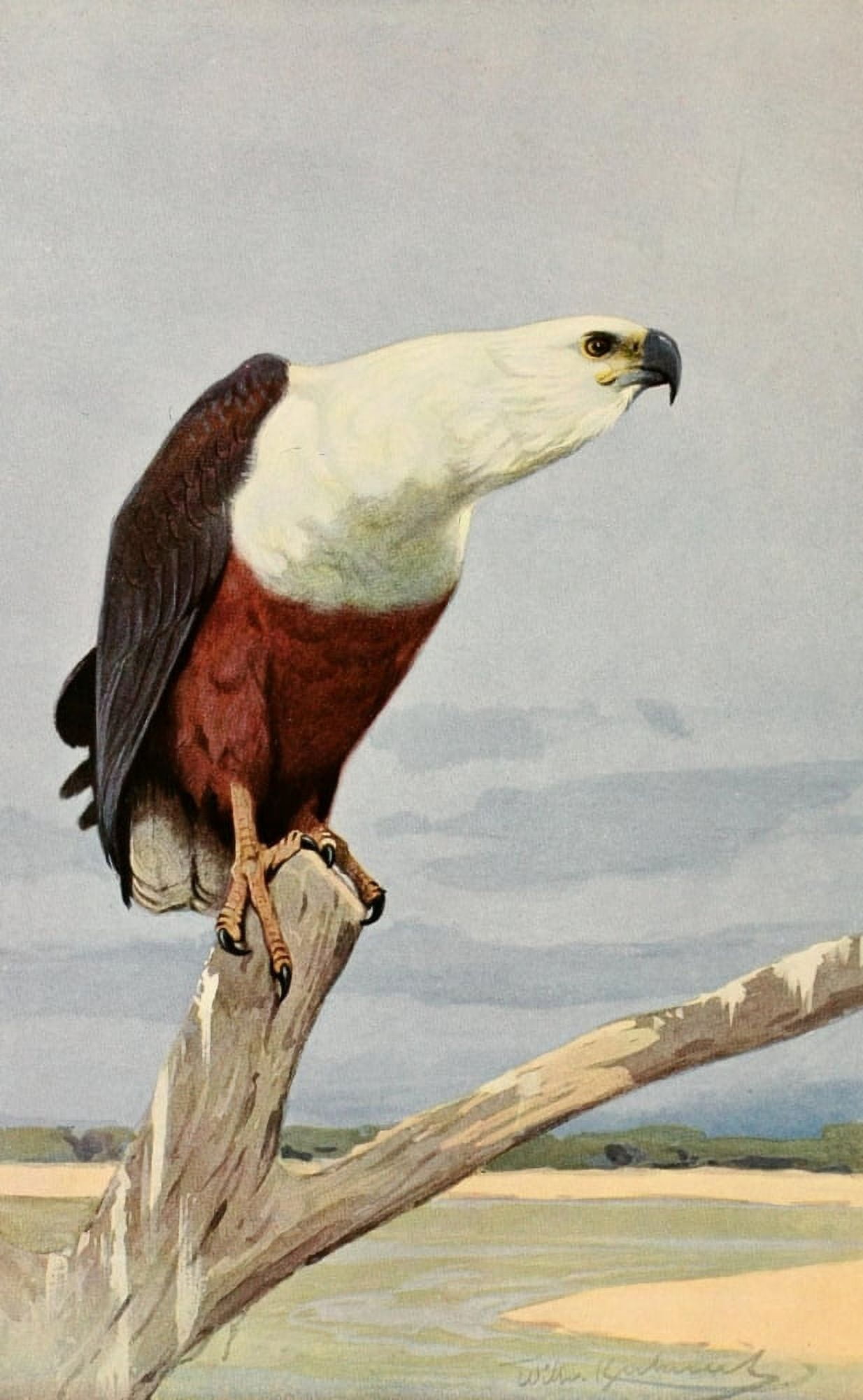 Brehms Tierleben 1911 African Fish Eagle Canvas Art - FW Kuhnert (18 x 24)