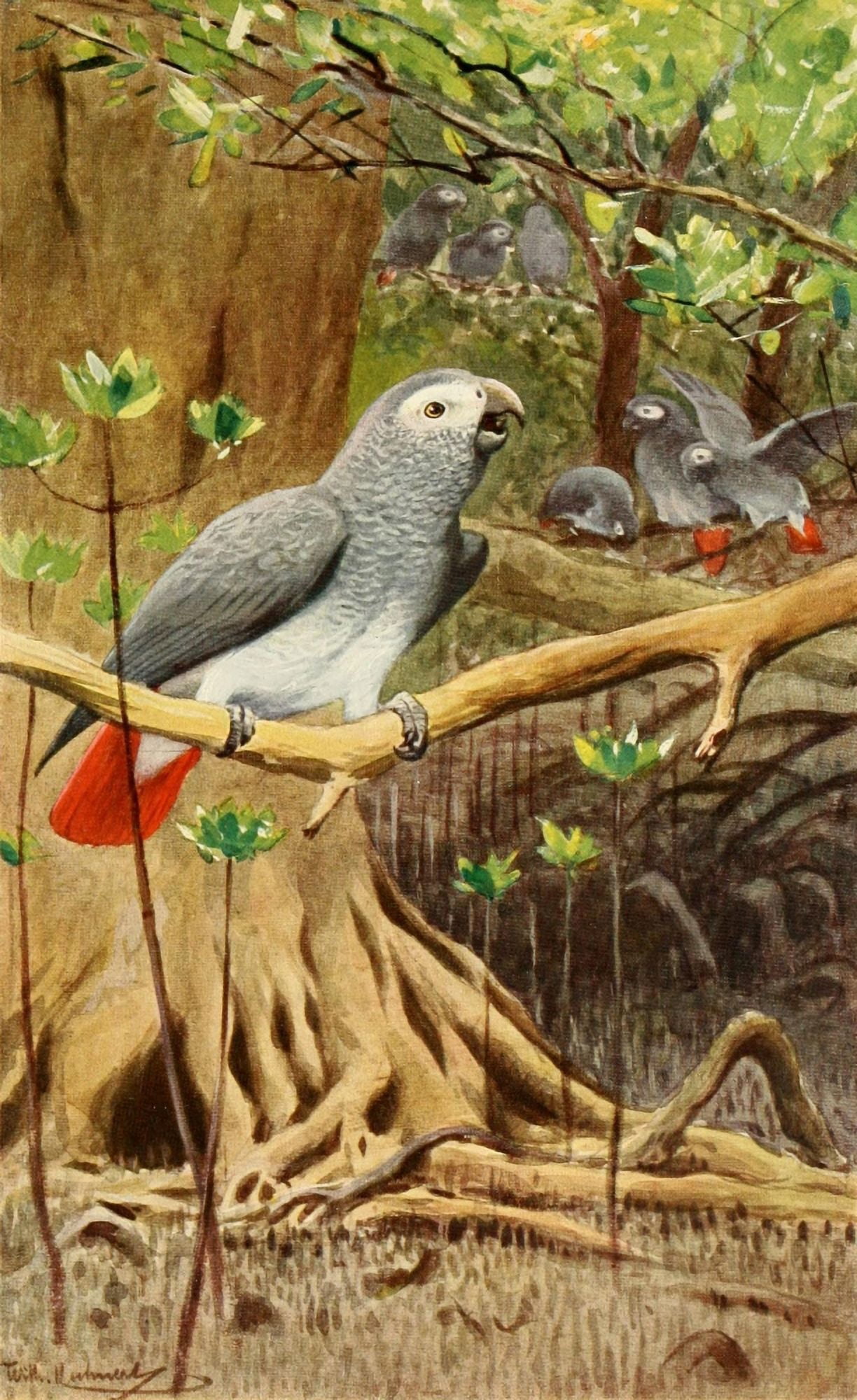 Brehms Tierleben 1911 African Grey Parrot Canvas Art - FW Kuhnert (18 x 24)