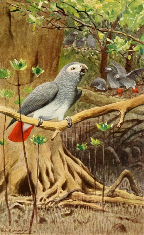 Brehms Tierleben 1911 African Grey Parrot Canvas Art - Friedrich Wilhelm Kuhnert (18 x 24)