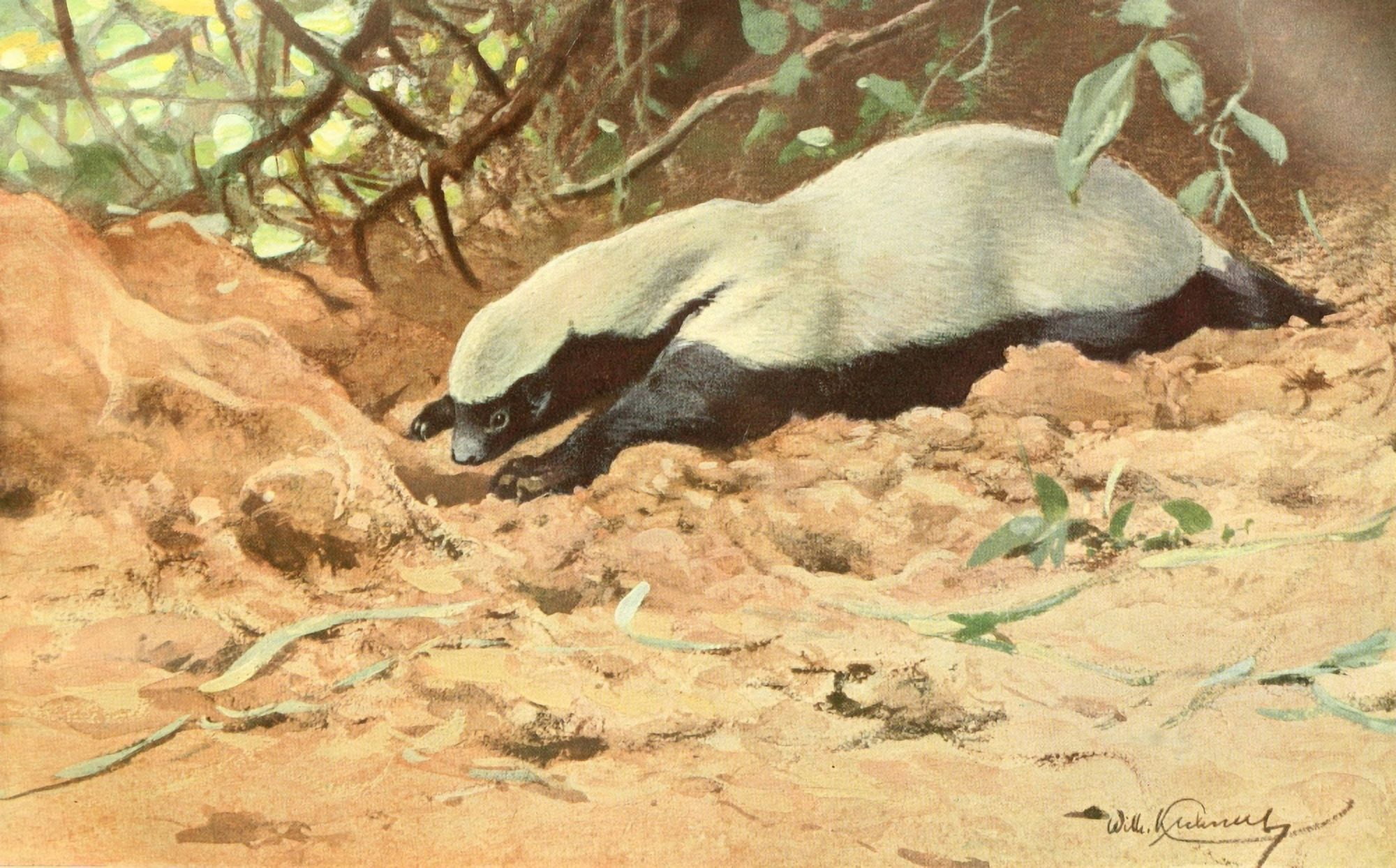 Brehms Tierleben 1911 African Honey Badger Canvas Art - FW Kuhnert (24 x 36)