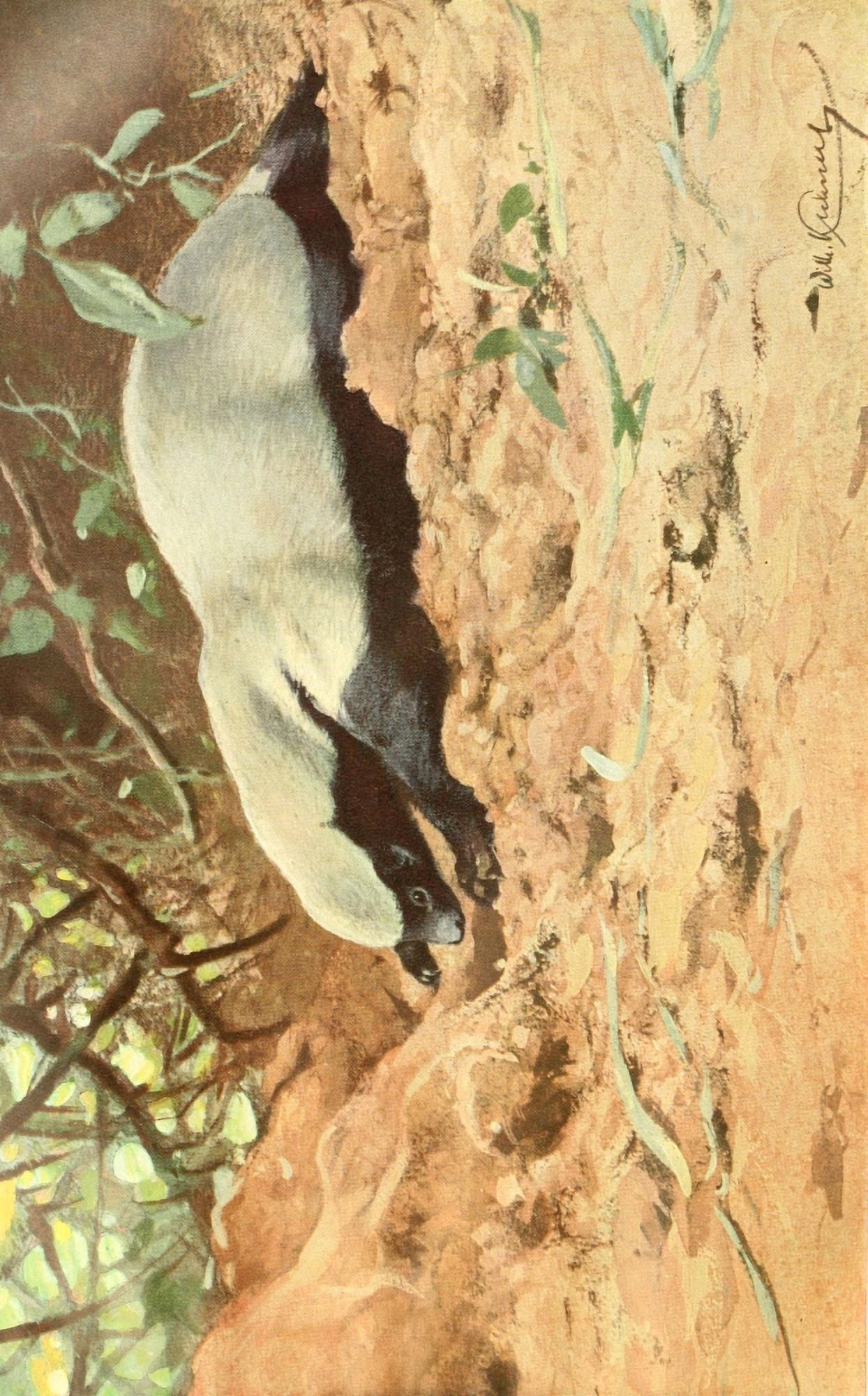 Brehms Tierleben 1911 African Honey Badger Canvas Art - Friedrich Wilhelm Kuhnert (18 x 24)