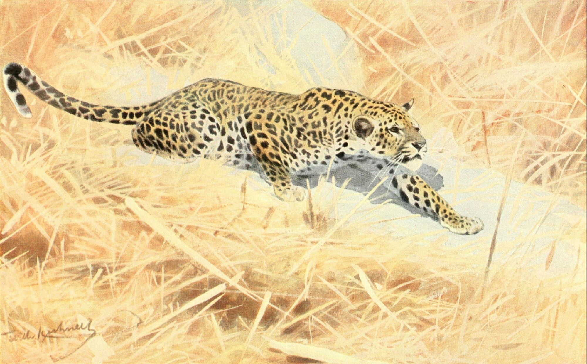 Brehms Tierleben 1911 African Leopard Canvas Art - FW Kuhnert (24 x 36)