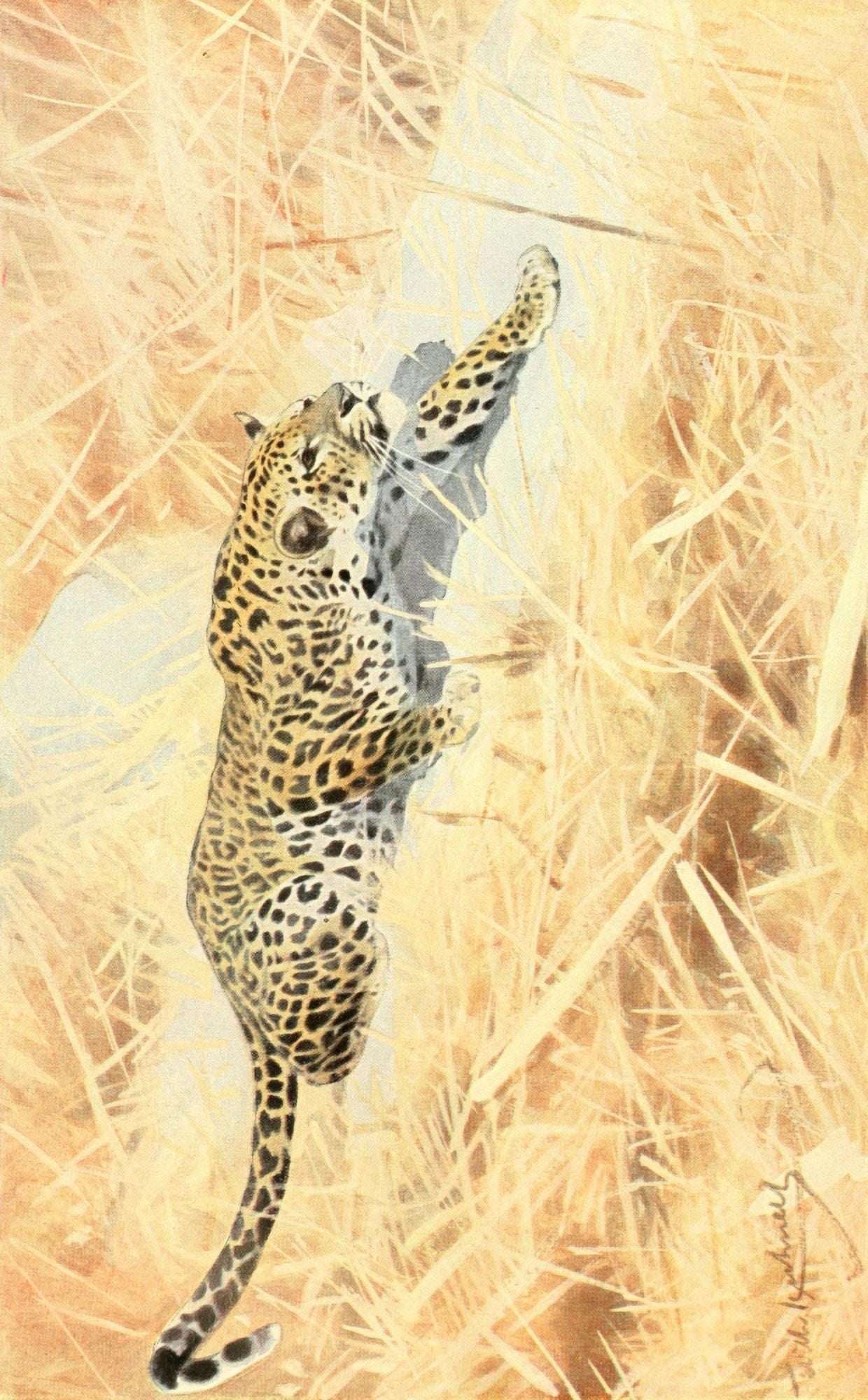 Brehms Tierleben 1911 African Leopard Canvas Art - Friedrich Wilhelm Kuhnert (24 x 36)