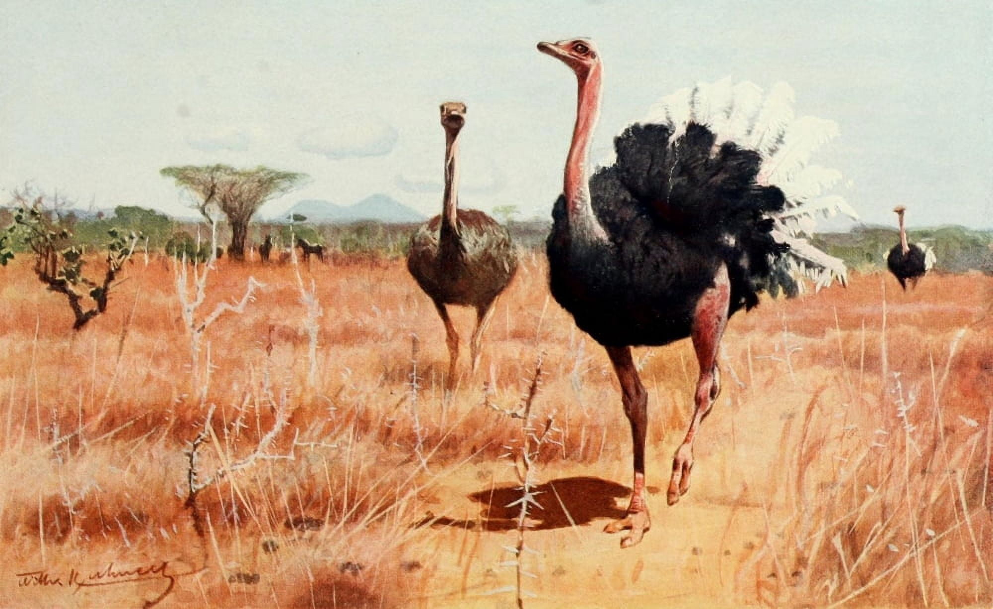 Brehms Tierleben 1911 African Ostrich Canvas Art - FW Kuhnert (18 x 24)
