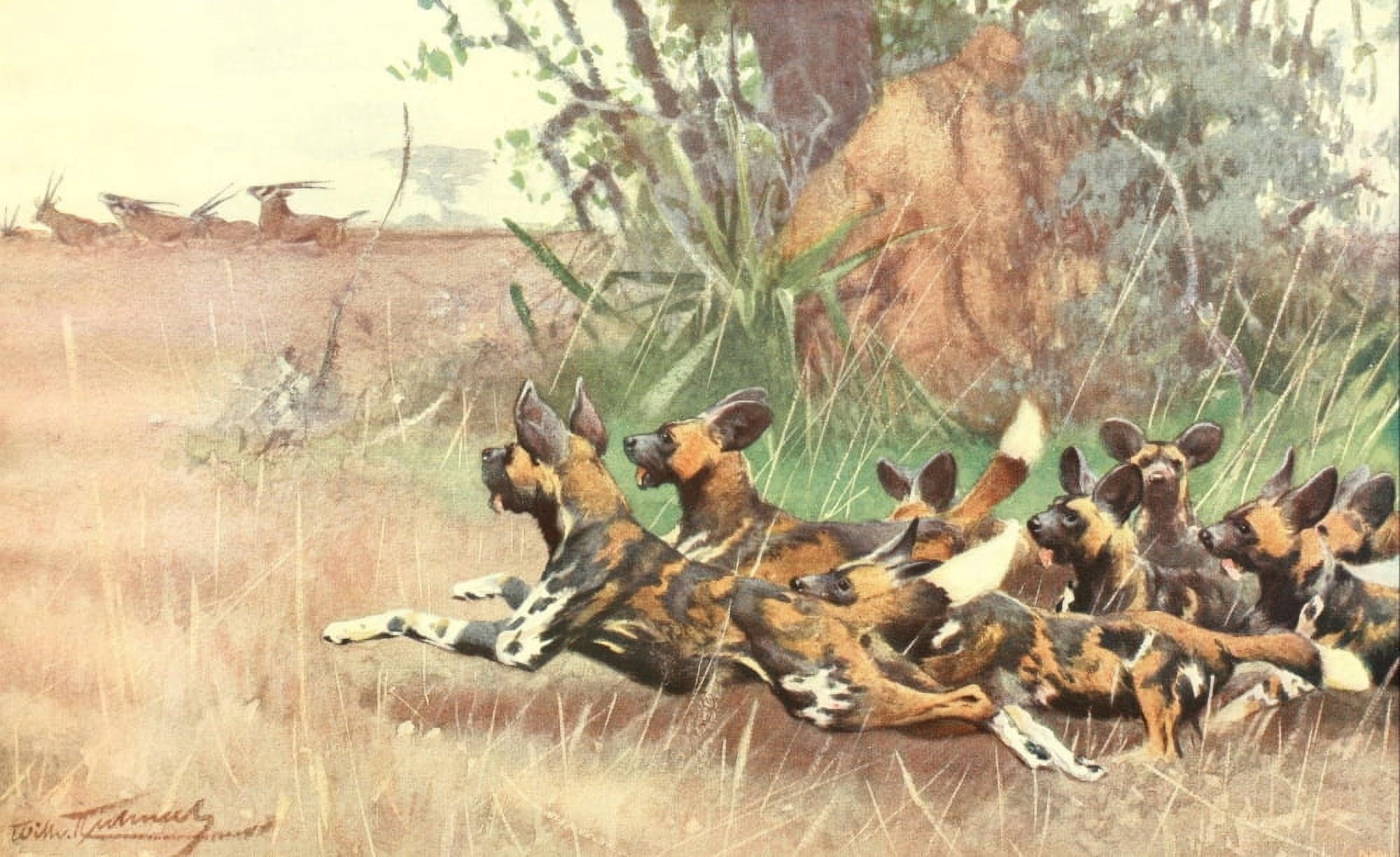 Brehms Tierleben 1911 African Wild Dog Canvas Art - FW Kuhnert (24 x 36)