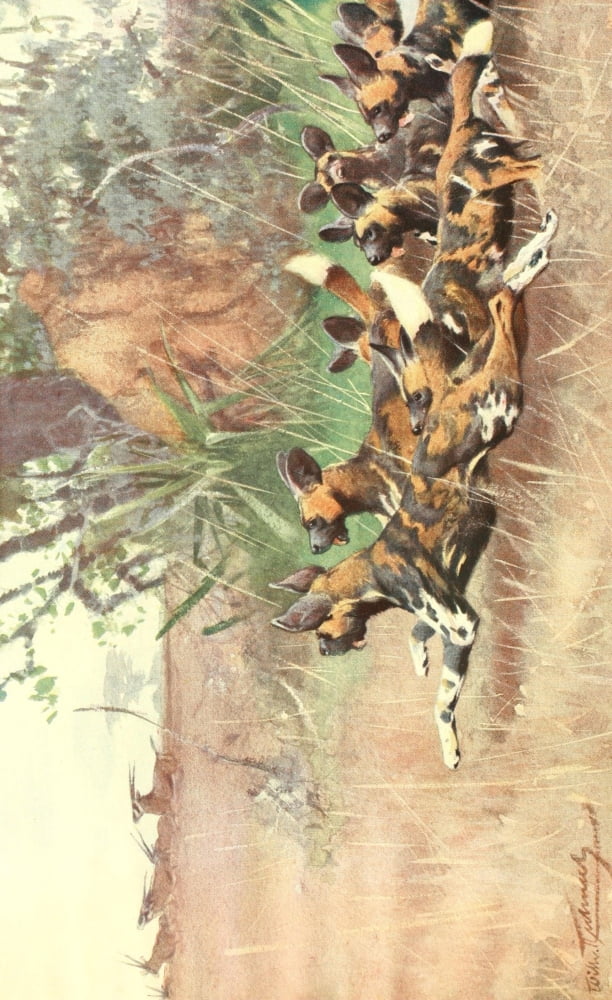 Brehms Tierleben 1911 African Wild Dog Canvas Art - Friedrich Wilhelm Kuhnert (18 x 24)