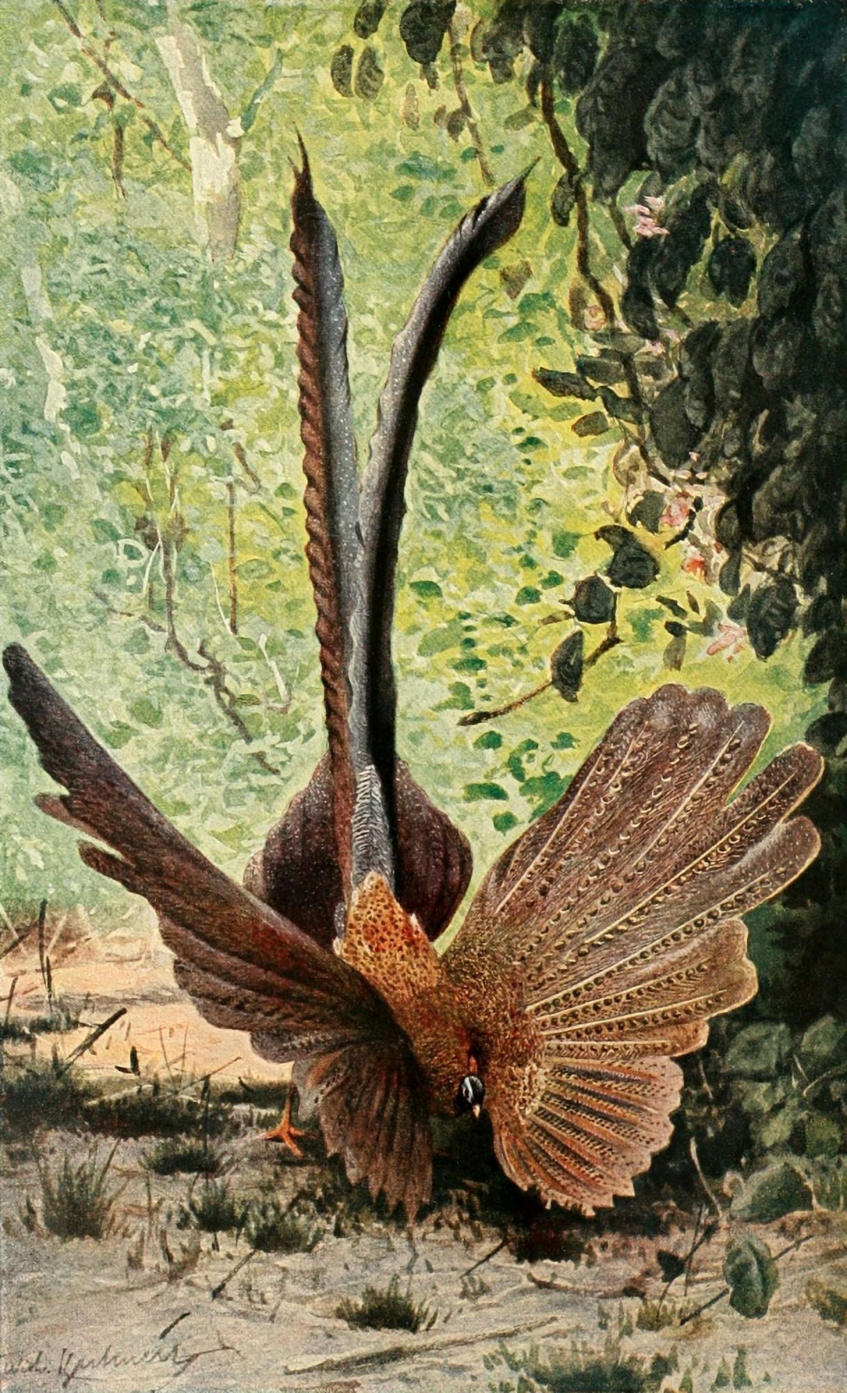 Brehms Tierleben 1911 Argus Pheasant Canvas Art - FW Kuhnert (24 x 36)