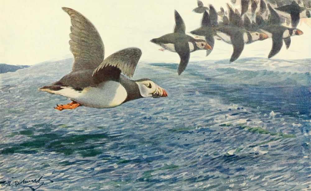 Brehms Tierleben 1911 Atlantic Puffin Canvas Art - FW Kuhnert (24 x 36)