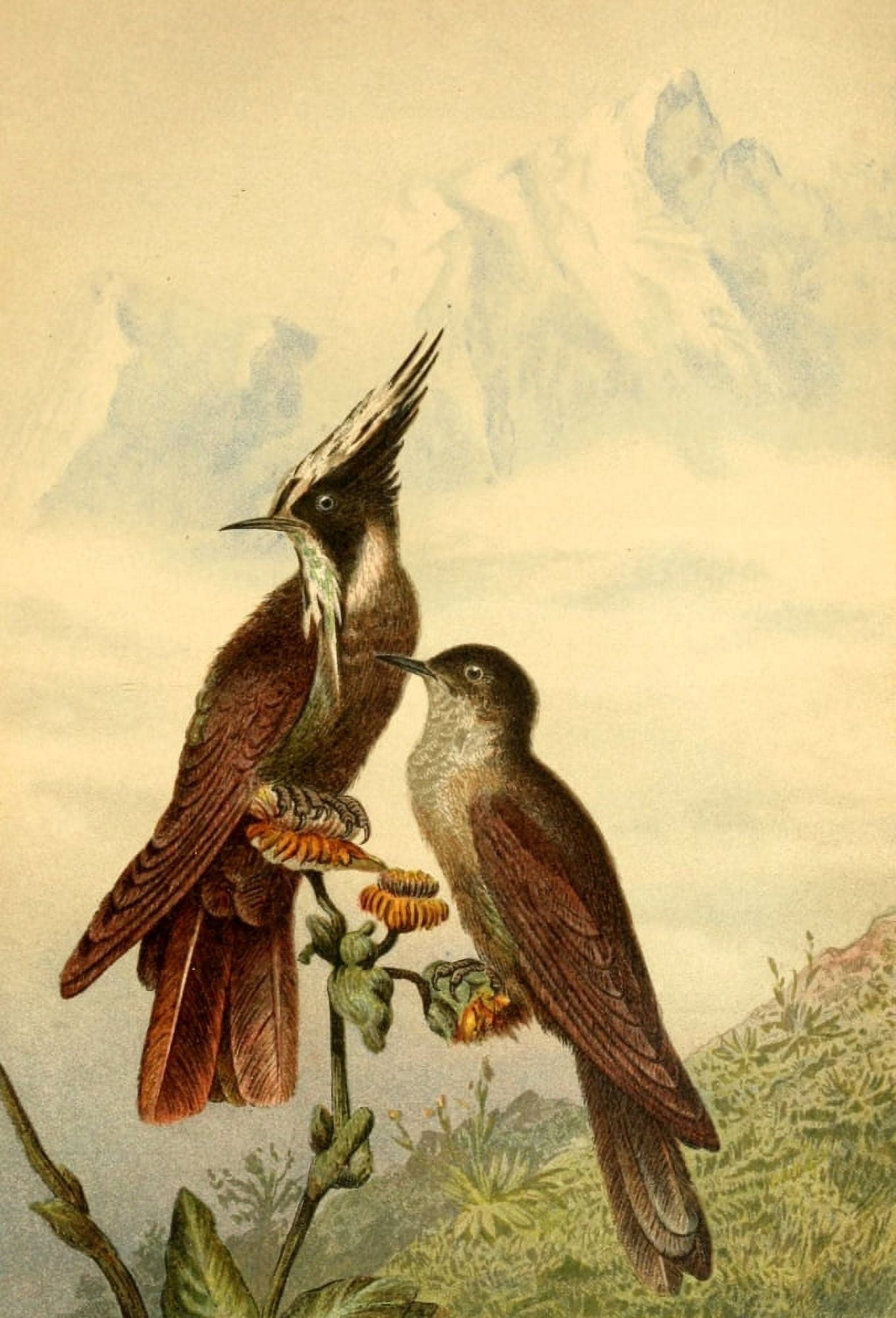 Brehms Tierleben 1911 Bearded Helmetcrest Hummingbird Canvas Art - Unknown (24 x 36)