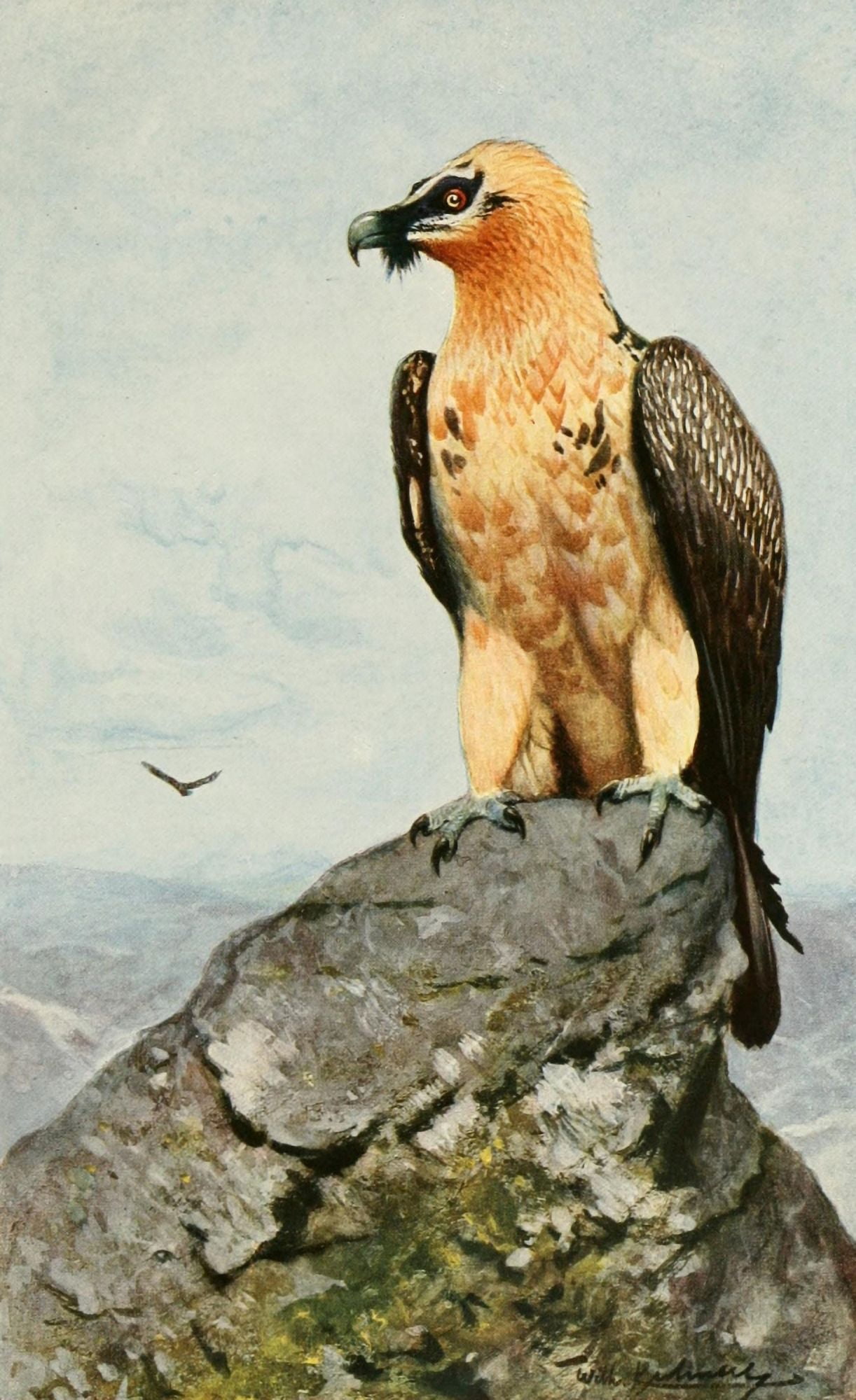 Brehms Tierleben 1911 Bearded Vulture Canvas Art - FW Kuhnert (18 x 24)