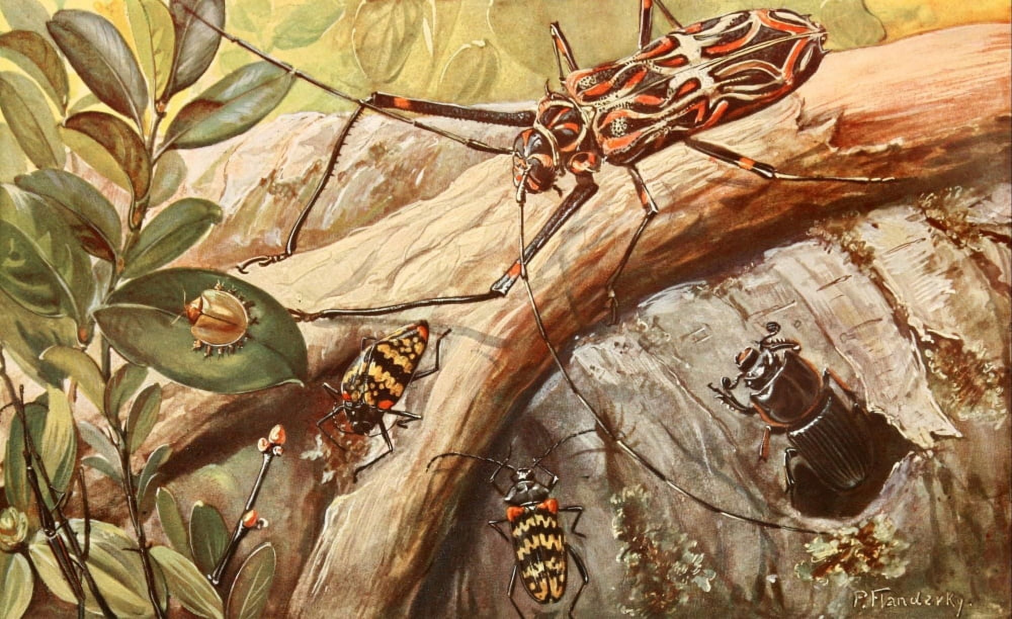 Brehms Tierleben 1911 Beetles of the Brazilian Rainforest Canvas Art - Paul Flanderky (18 x 24)