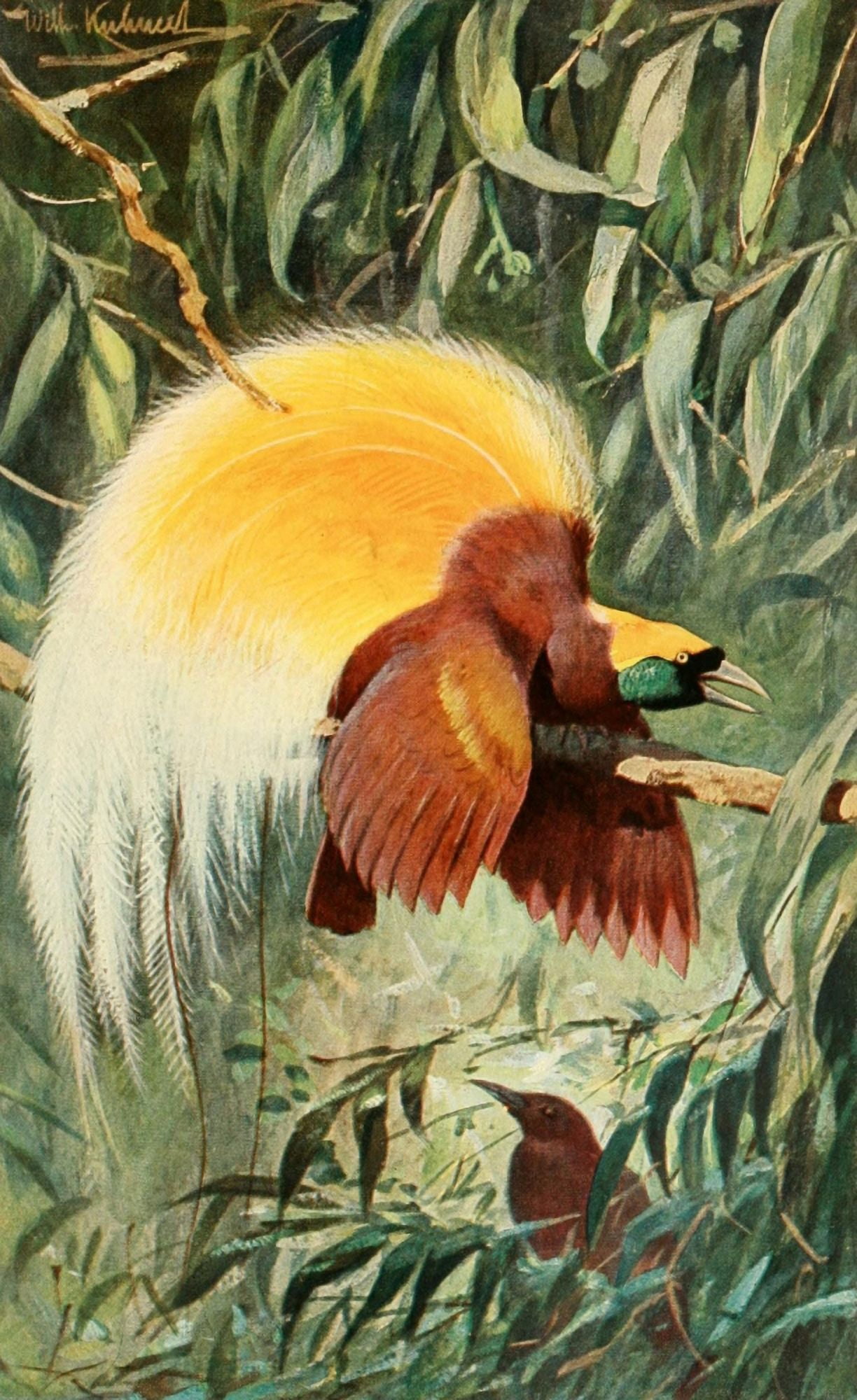 Brehms Tierleben 1911 Bird of Paradise 1 Canvas Art - FW Kuhnert (24 x 36)