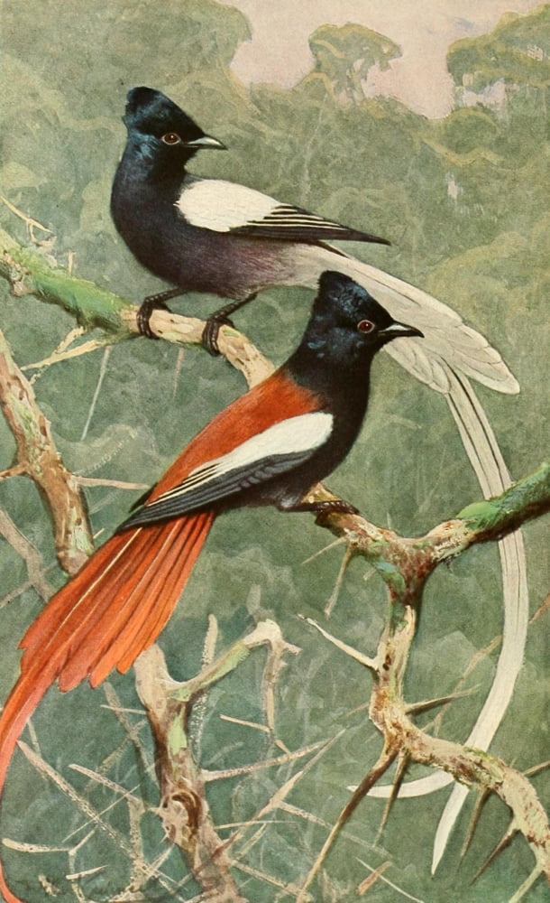 Brehms Tierleben 1911 Birds of Paradise Canvas Art - FW Kuhnert (24 x 36)