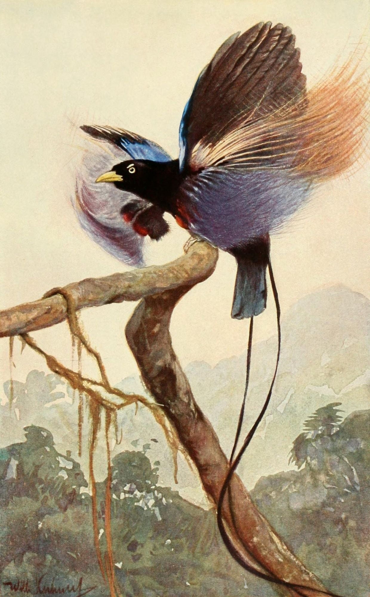 Brehms Tierleben 1911 Bl Bird of Paradise Canvas Art - FW Kuhnert (24 x 36)