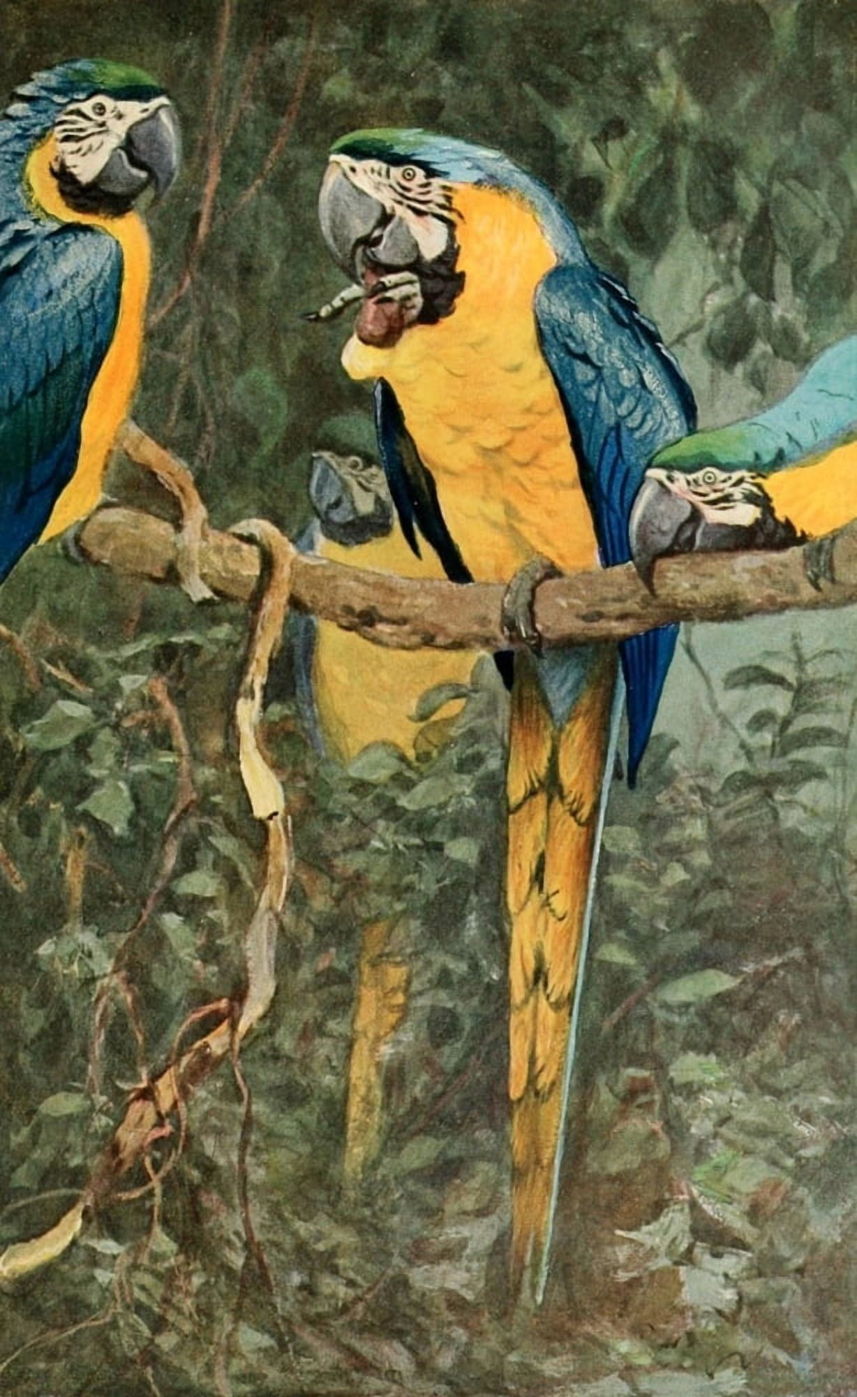 Brehms Tierleben 1911 Bl & Ylw Macaw Canvas Art - FW Kuhnert (18 x 24)