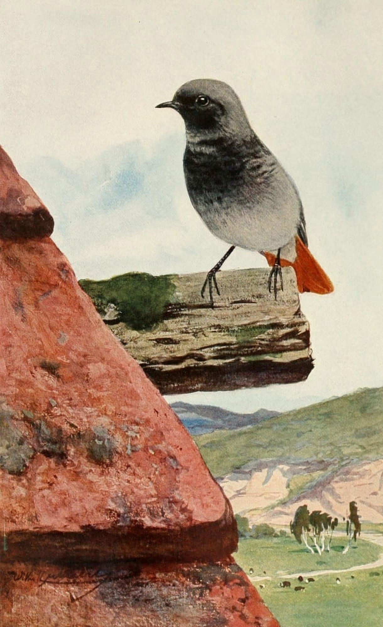 Brehms Tierleben 1911 Black Redstart Canvas Art - FW Kuhnert (24 x 36)