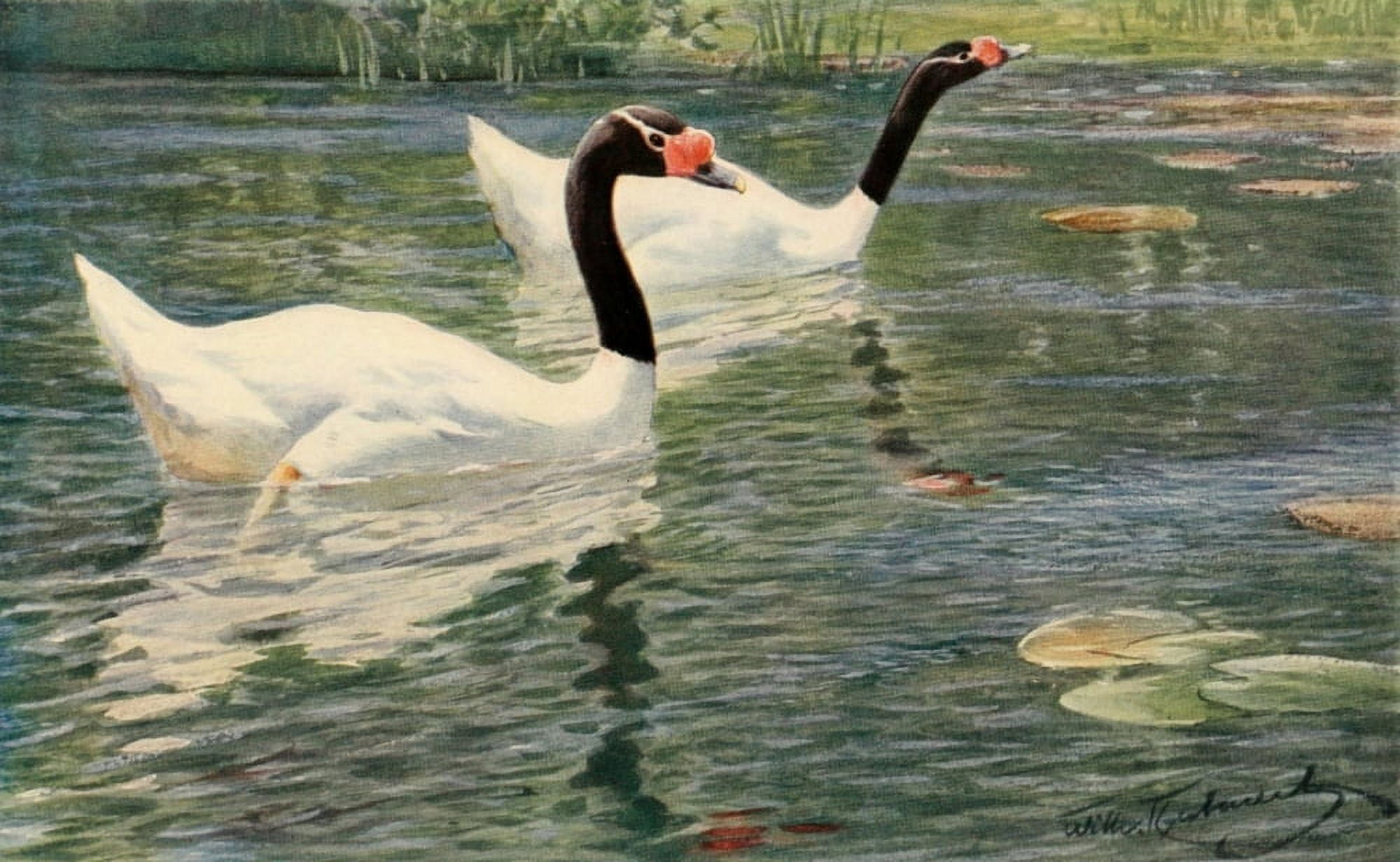 Brehms Tierleben 1911 Black Swan Canvas Art - FW Kuhnert (24 x 36)