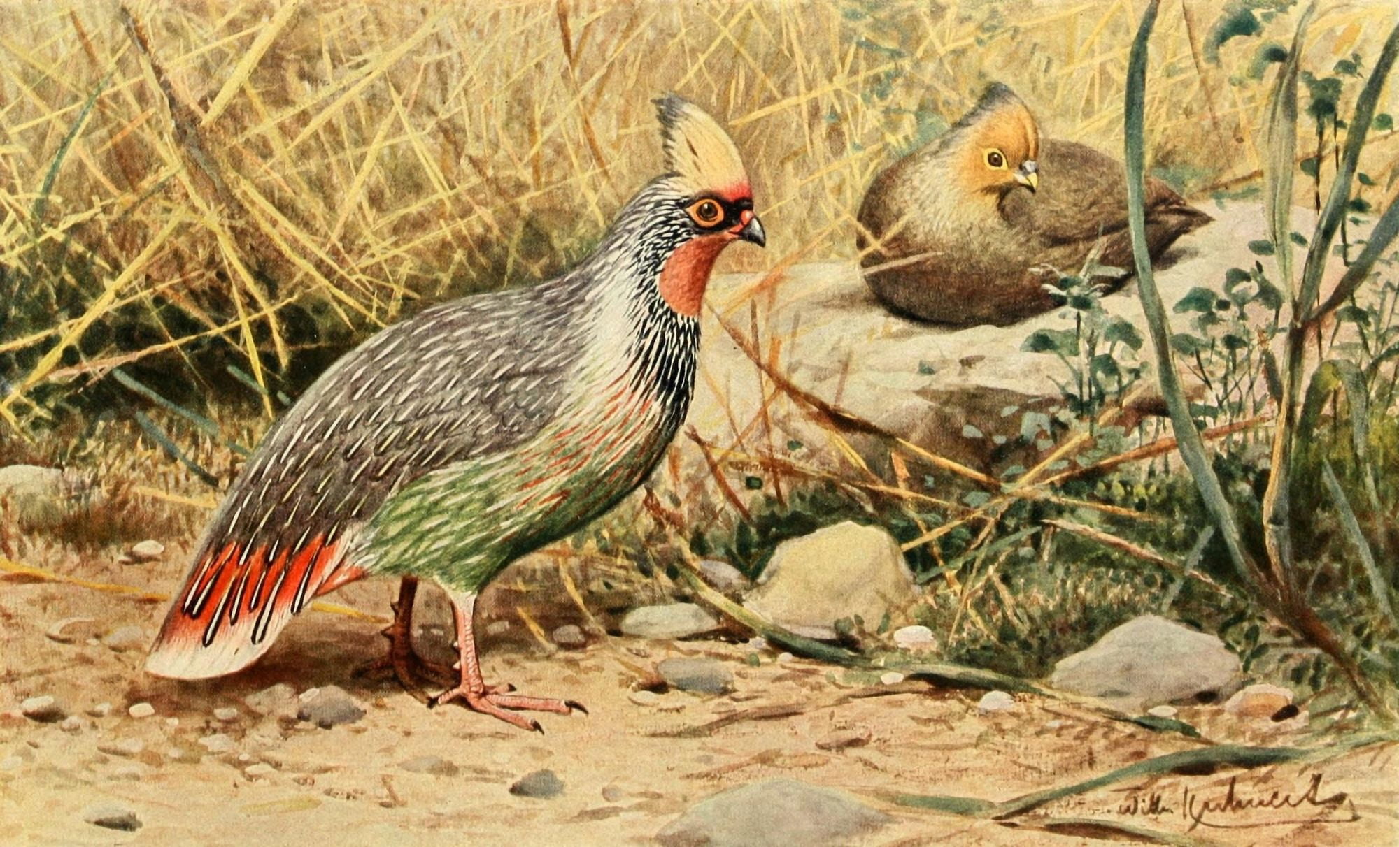 Brehms Tierleben 1911 Blood Pheasant Canvas Art - FW Kuhnert (18 x 24)
