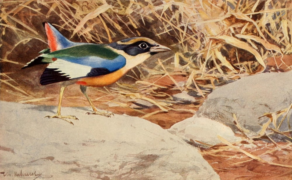 Brehms Tierleben 1911 Blue-winged Pitta Canvas Art - FW Kuhnert (24 x 36)