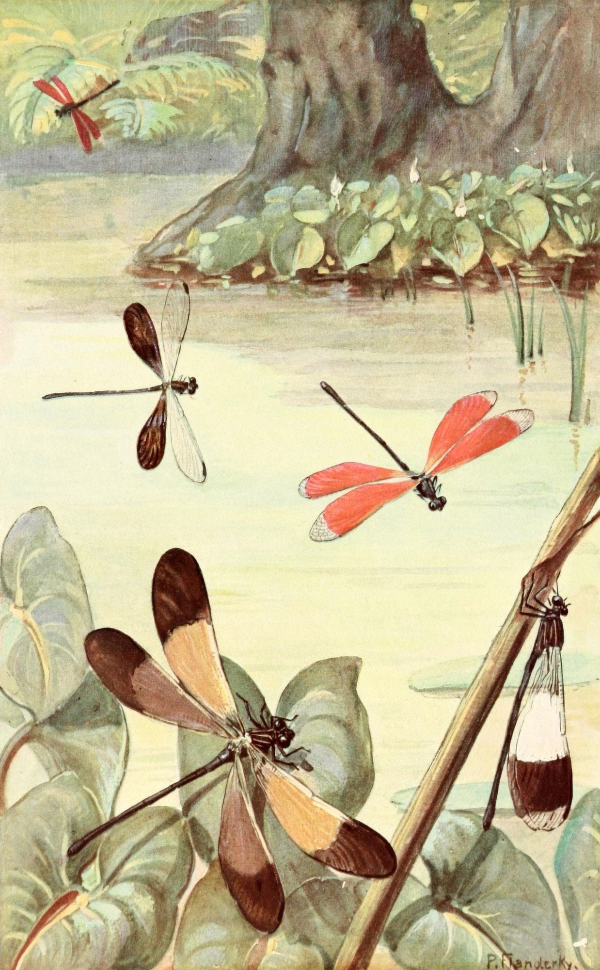 Brehms Tierleben 1911 Brazilian Dragonflies Canvas Art - Paul Flanderky (24 x 36)