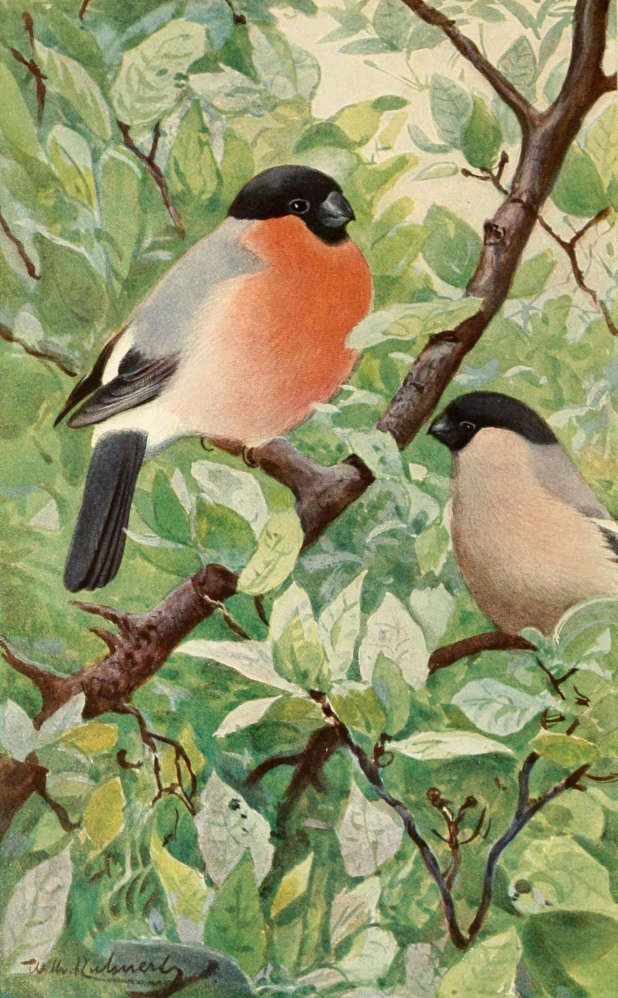 Brehms Tierleben 1911 Bullfinch Canvas Art - FW Kuhnert (24 x 36)