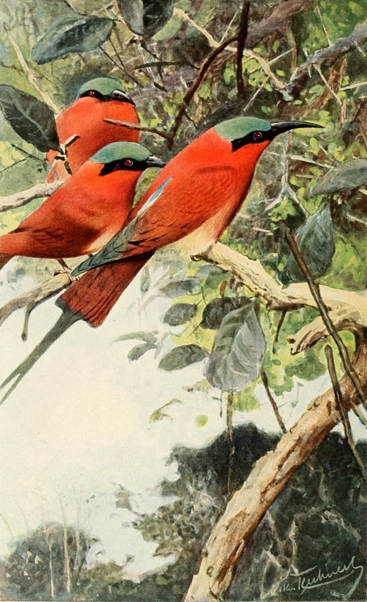 Brehms Tierleben 1911 Carmine Bee-eater Canvas Art - FW Kuhnert (24 x 36)