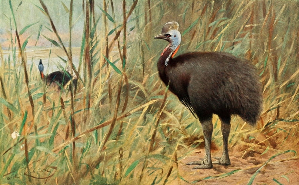 Brehms Tierleben 1911 Cassowary Canvas Art - FW Kuhnert (24 x 36)