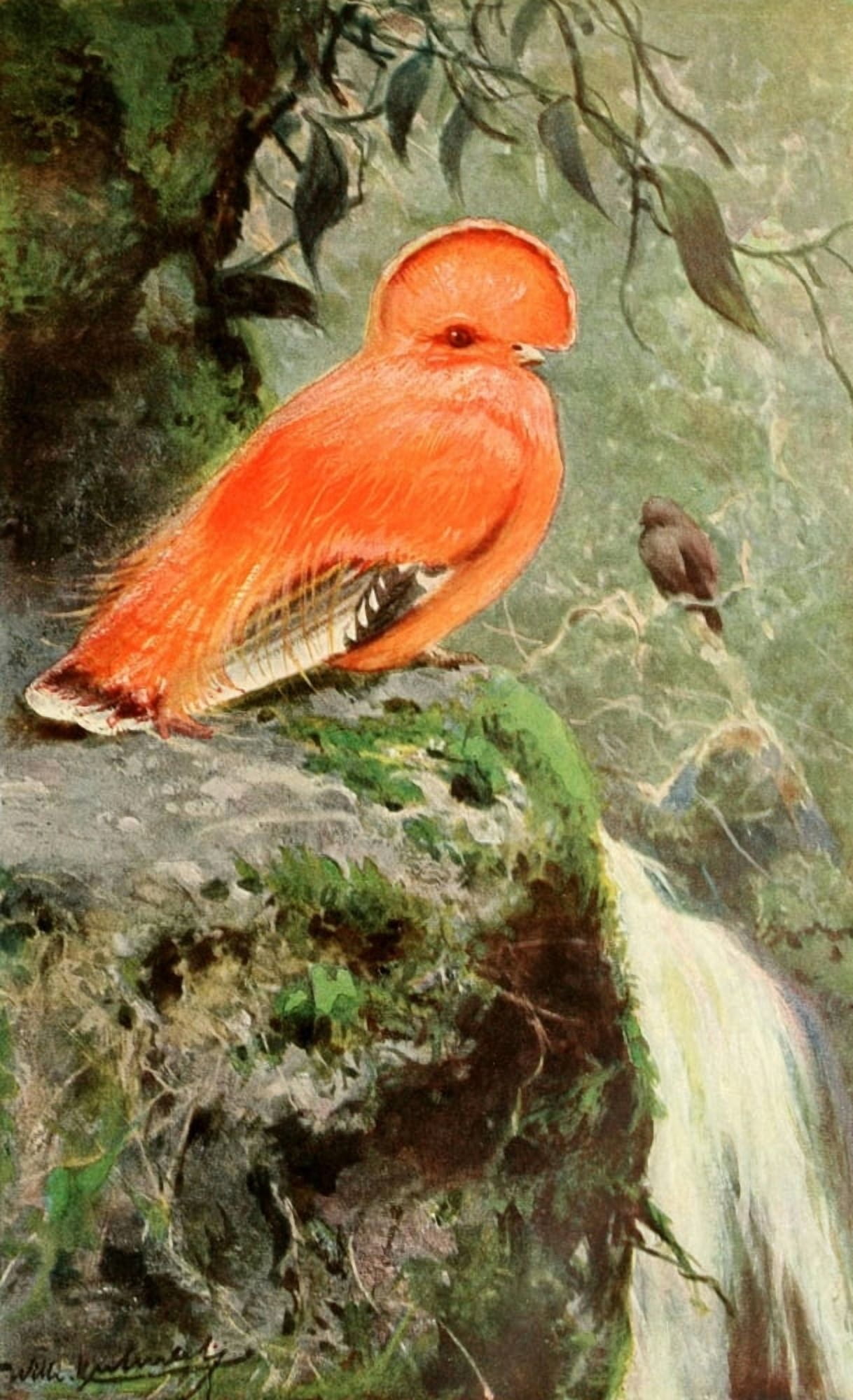 Brehms Tierleben 1911 Cock of the Rock Canvas Art - FW Kuhnert (18 x 24)