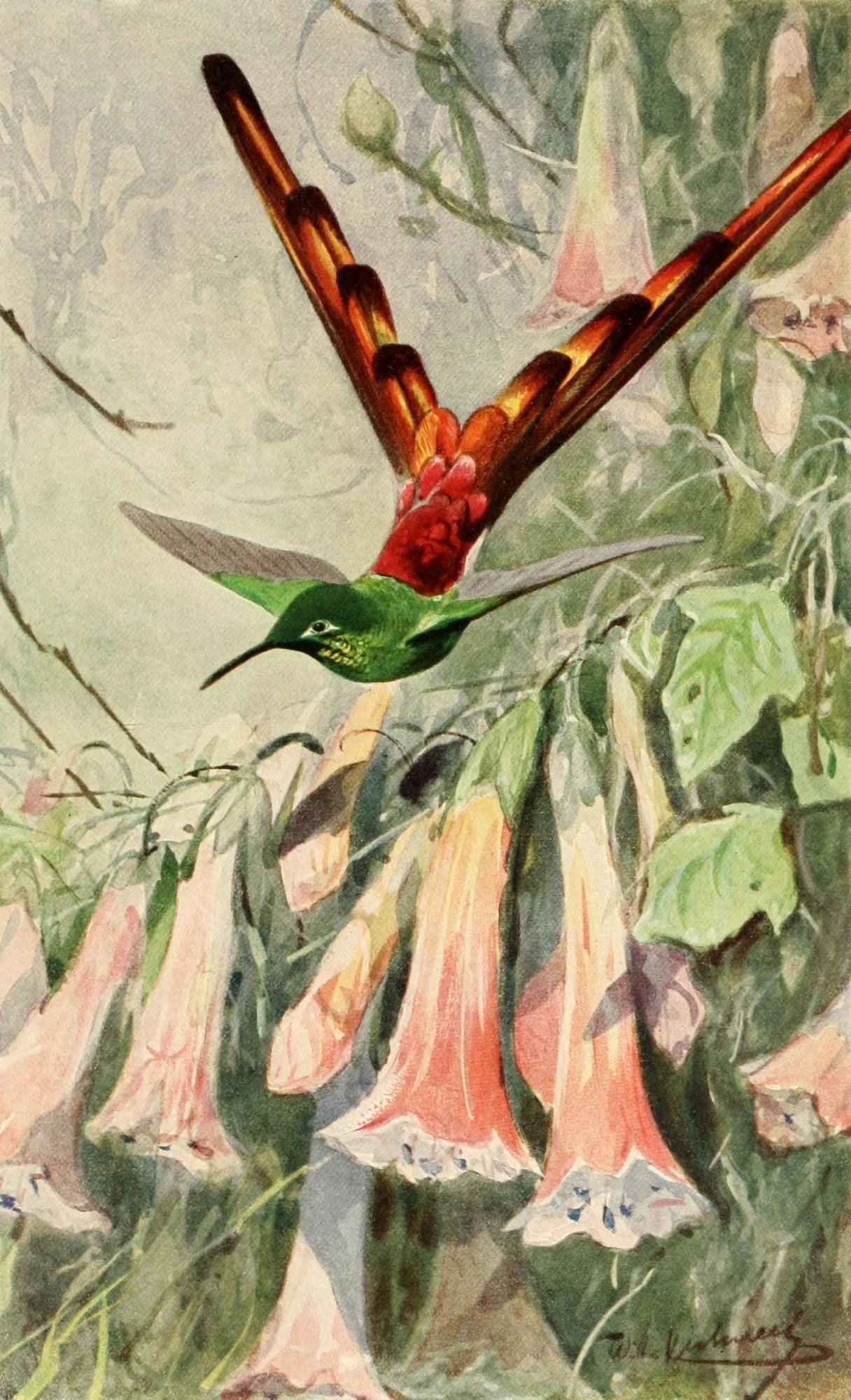 Brehms Tierleben 1911 Comet Hummingbird Canvas Art - FW Kuhnert (24 x 36)
