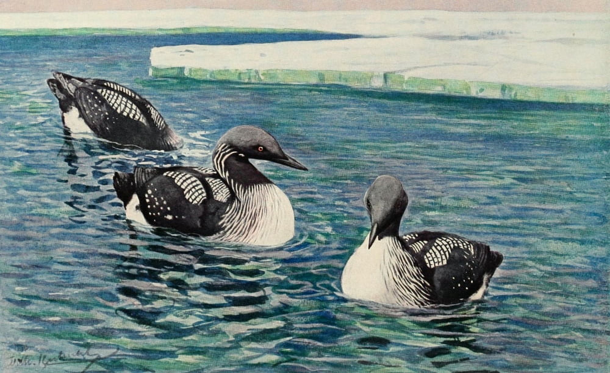 Brehms Tierleben 1911 Common Loon Canvas Art - FW Kuhnert (18 x 24)