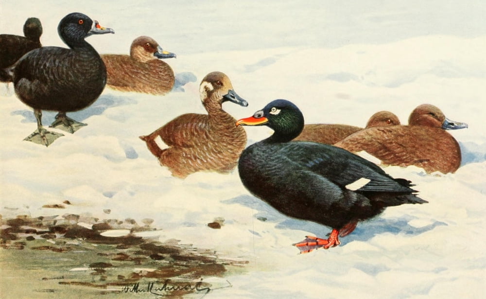 Brehms Tierleben 1911 Common & Velvet Scoter Canvas Art - FW Kuhnert (24 x 36)