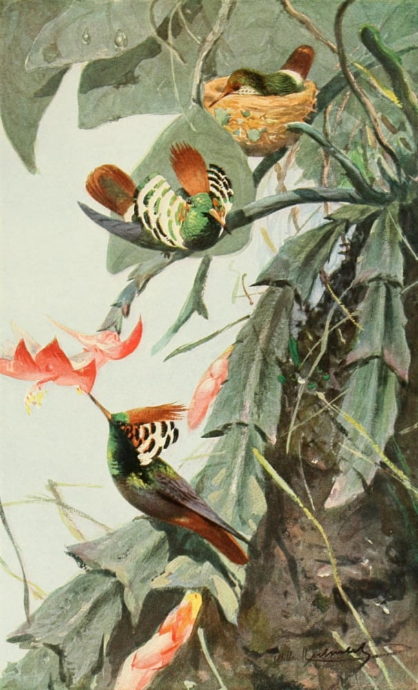 Brehms Tierleben 1911 Coquette Hummingbird Canvas Art - FW Kuhnert (18 x 24)